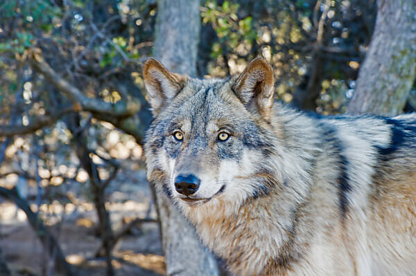 Bildagentur | mauritius images | Female Gray Wolf (Canis Lupus), Captive,  Alaska Wildlife Conservation Center, Portage, Alaska, United States Of  America